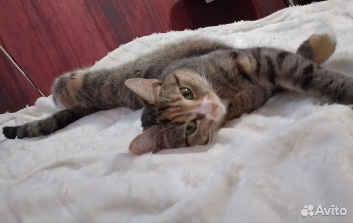 Кошка в дар бесплатно