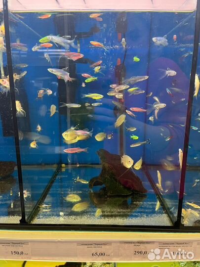 Рыбки аквариумные