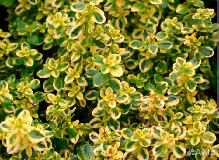 Тимьян (чабрец) лимоннопахнущий golden king