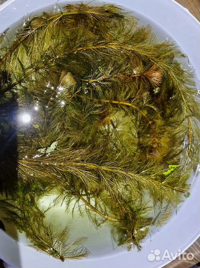 Аквариумные растения