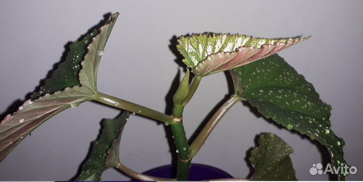 Бегония Пятнистая Вечноцвет Сциндапсус Хлорофитум