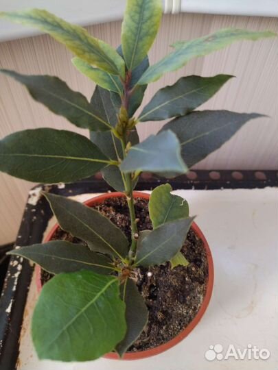 Лавр благородный