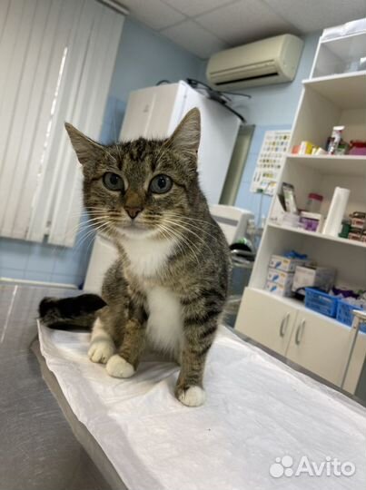 Кошка Фаня в добрые руки