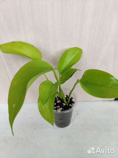 Укорененные растения 5