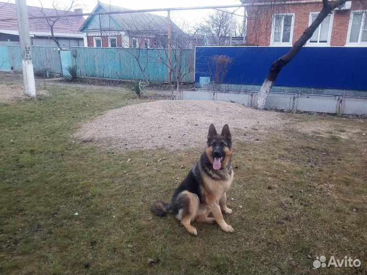 Мальчик немецкой овчарки ищет девочку для вязки