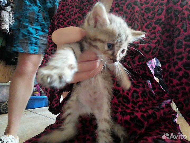 Кошки бесплатно