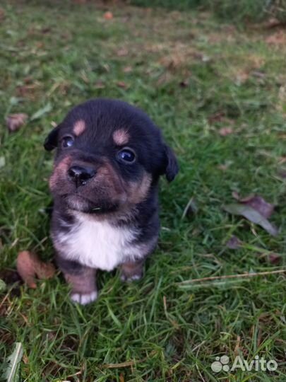 Собака в добрые руки. Отдам щенков в добрые руки