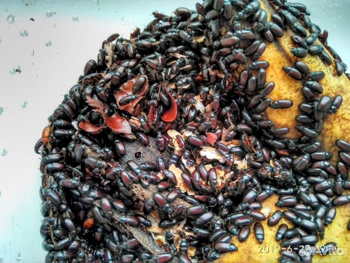 Жук знахорь (чернотелка) от 250 шт. Опт