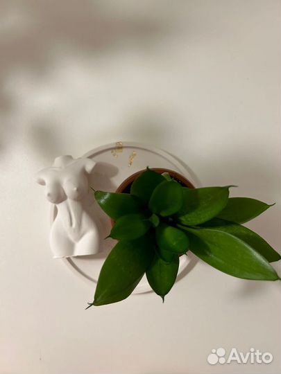 Подарк набор из гипса