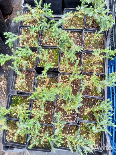 Можжевельник Blue carpet (Блю Карпет)