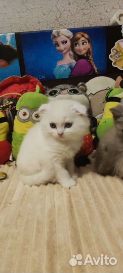 Шотландские котята