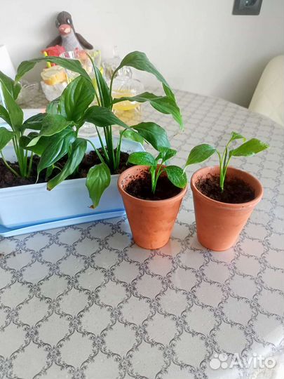 Спатифиллум,женское счастье