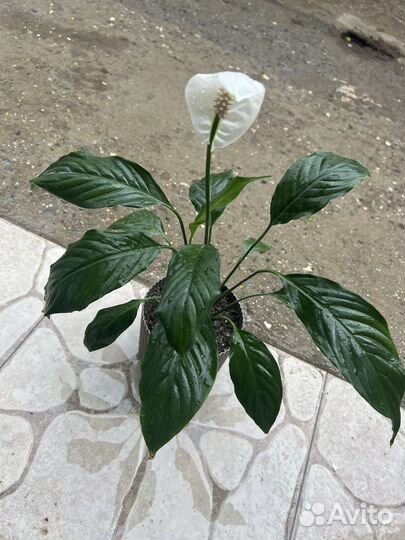 Спатифиллум