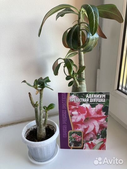 Адениум