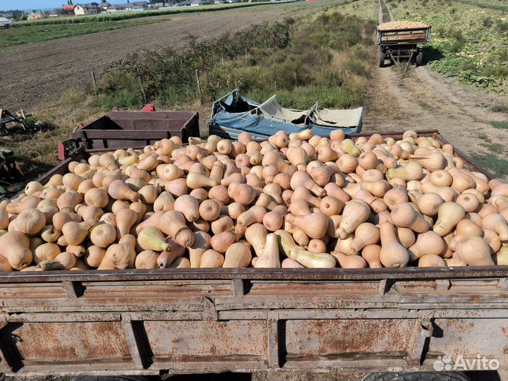 Продам тыкву