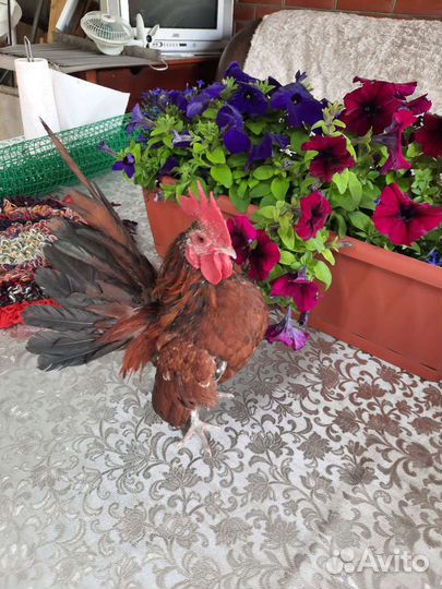 Цыплята Китайской Шелковой Малазийская Сирама