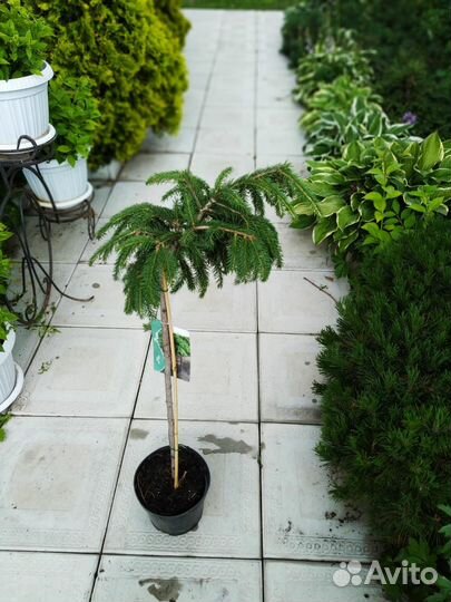 Ель форманек на штамбе