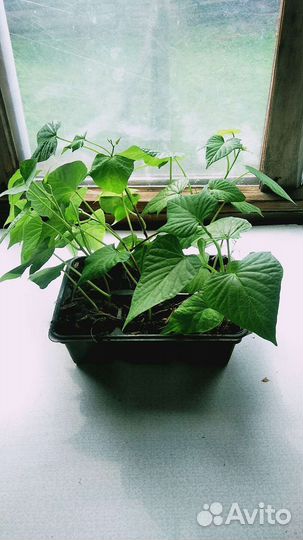 Батат рассада Purple