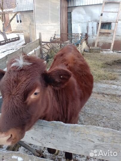 Бычки и быки на мясо