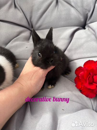 Декоративные кролики Минор