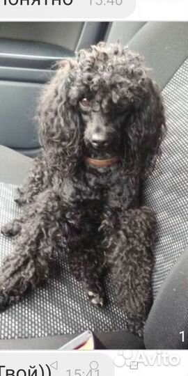 Вязка собак