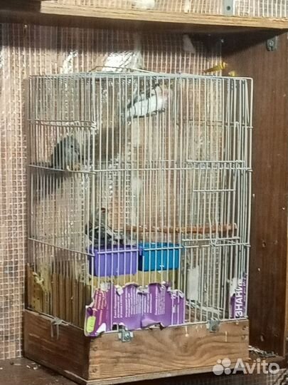 Певчие лесные птицы