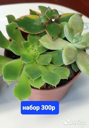 Крестовник бусы,суккуленты