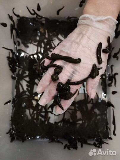 Аптечная пиявка