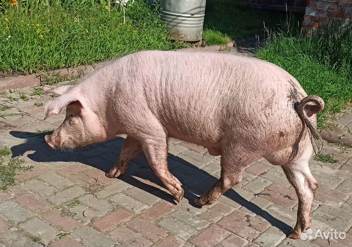 Хряк на племя
