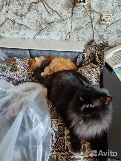 Кошка в дар