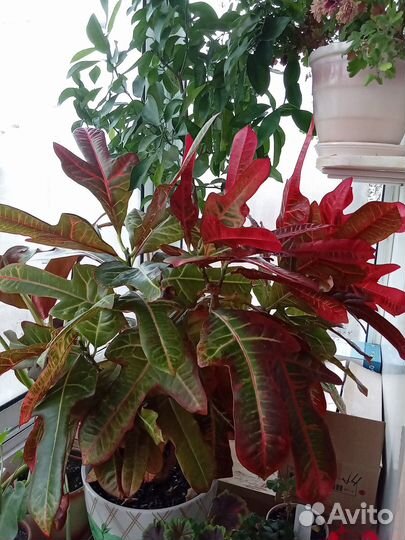 Кротон Эксилент (Кодиеум) - комнатное растение