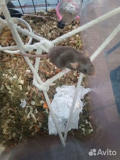 Мышь декоративная сатиновая