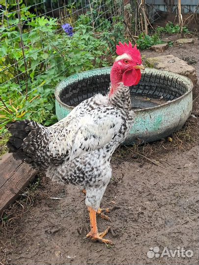 Индоутки,селезни молодые петухи