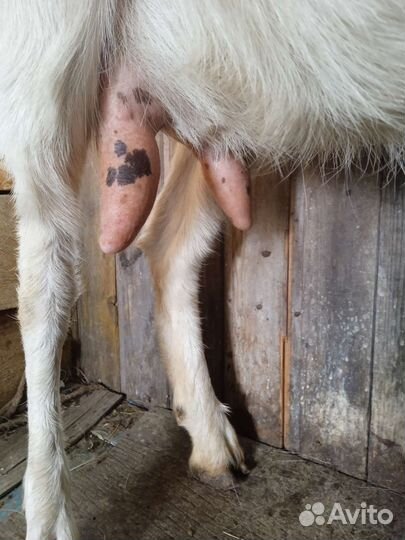 Коза дойная