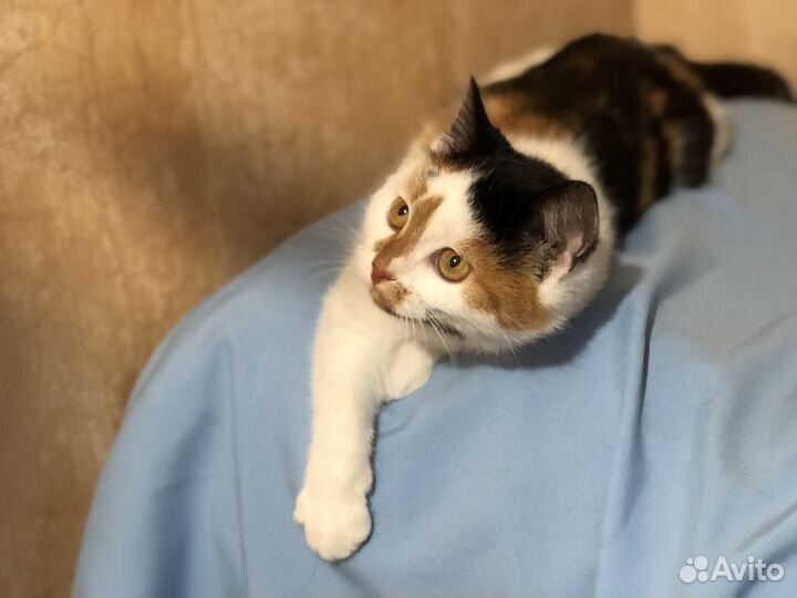 Юная кошечка с блестящей шестью
