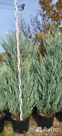 Можжевельник Мунглоу