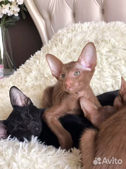 Циннамоновый котик