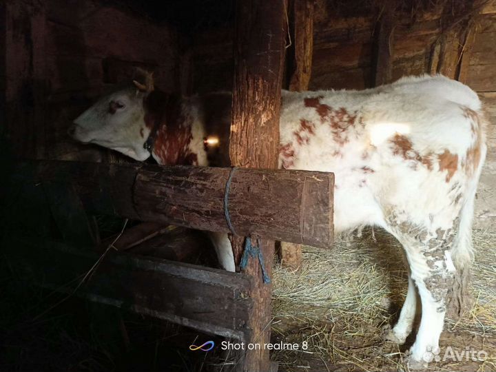 Корова,телка