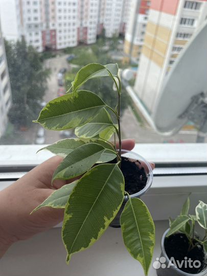 Фикус бенджамина