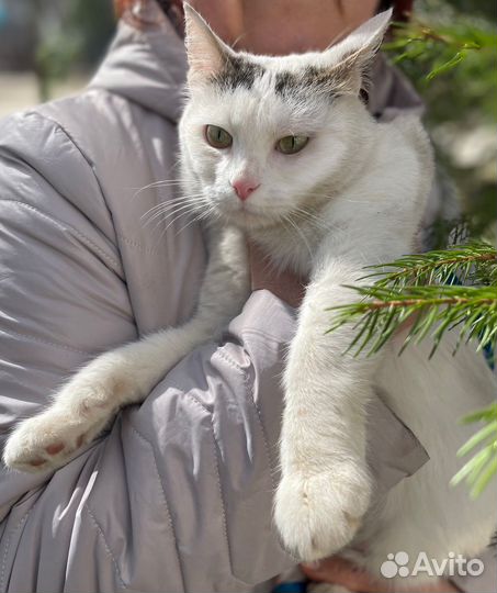 Кошке Мусе нужен дом, ей тяжело жить в клетке