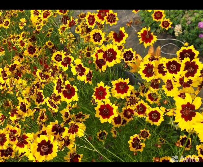 Космидиум, семена