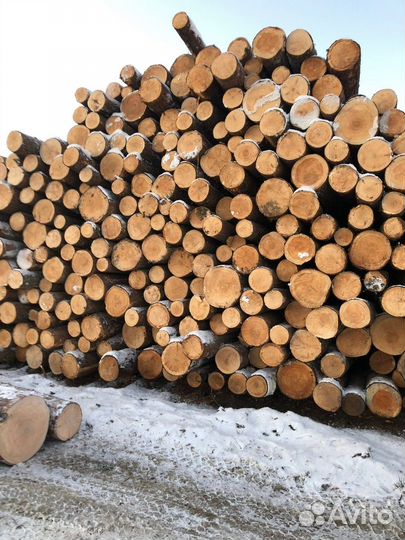 Лес Кругляк пиловочник Кедр Лиственица