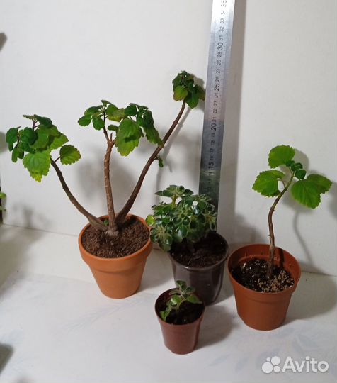 Комнатные растения в горшках и черенки