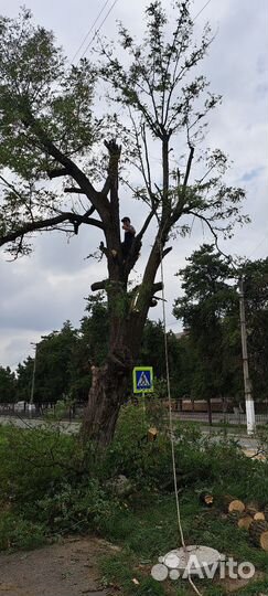 Спил деревьев