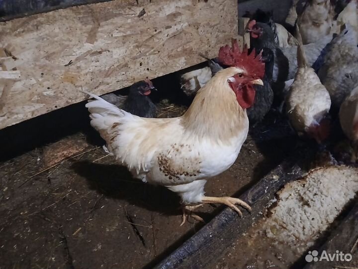 Петух 6 месяцев. Порода доминант