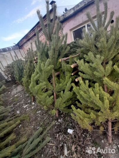 Сосна Рождественская