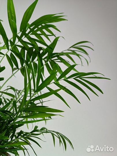 Хамедорея бридбл