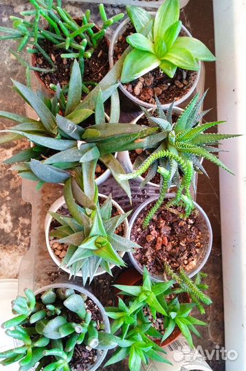 Суккуленты