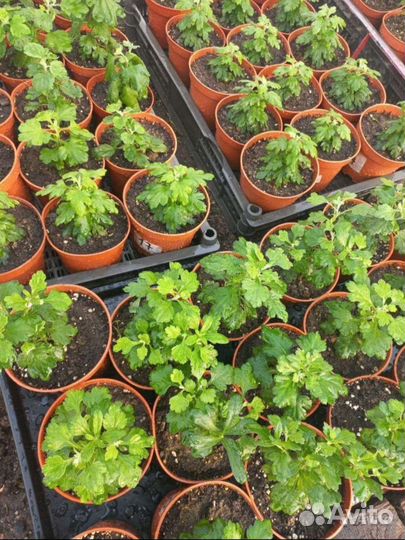 Черенки хризантемы мультифлора