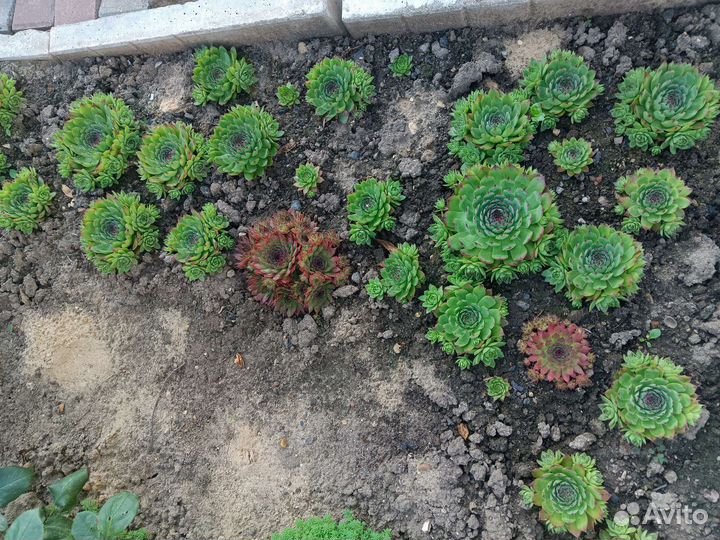 Молодило, каменная роза